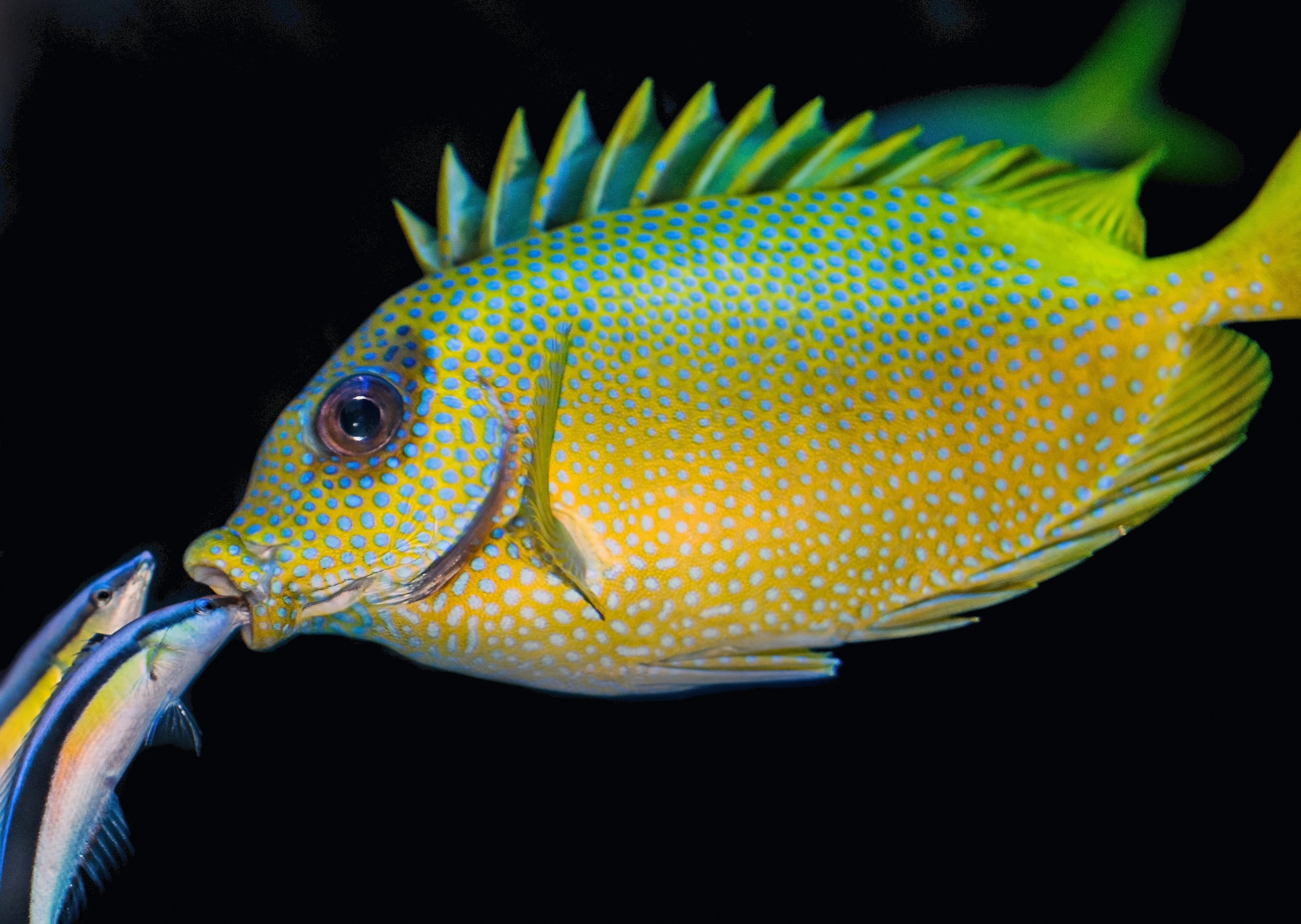 Cleaner Fish Make Other Reef Fish Smarter