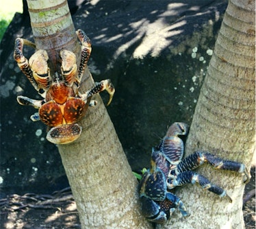 coconut crabs earhart