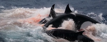 orcas killer whales cuvier's beaked whale