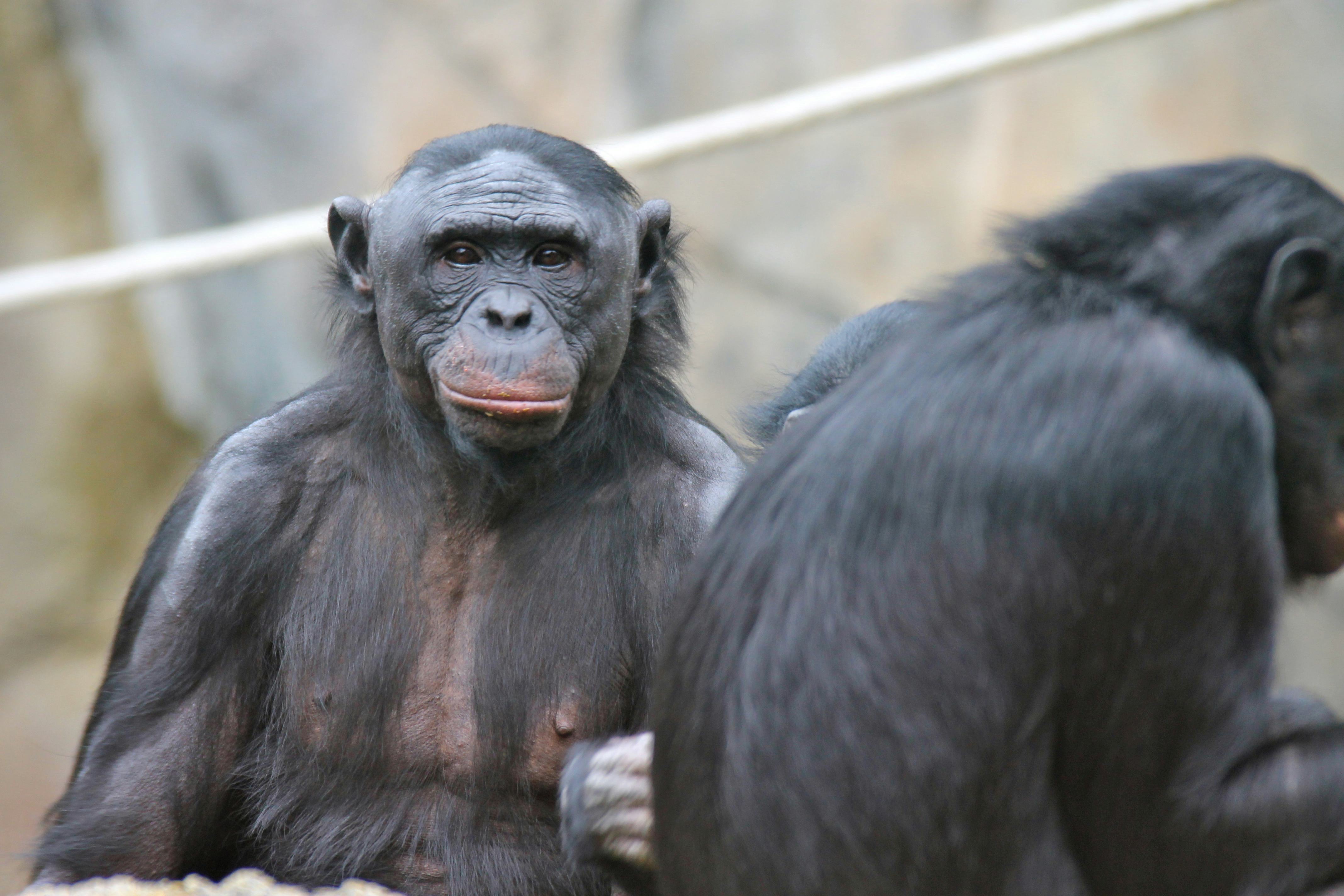 Bonobos, Nicest Apes on Earth, Make Humans Look Like Monsters