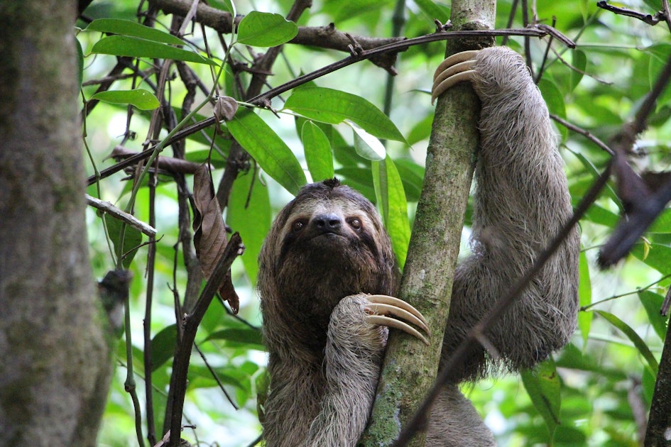 How slow do sloths move