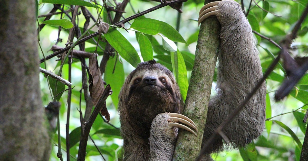 How slow do sloths move How slow do sloths move