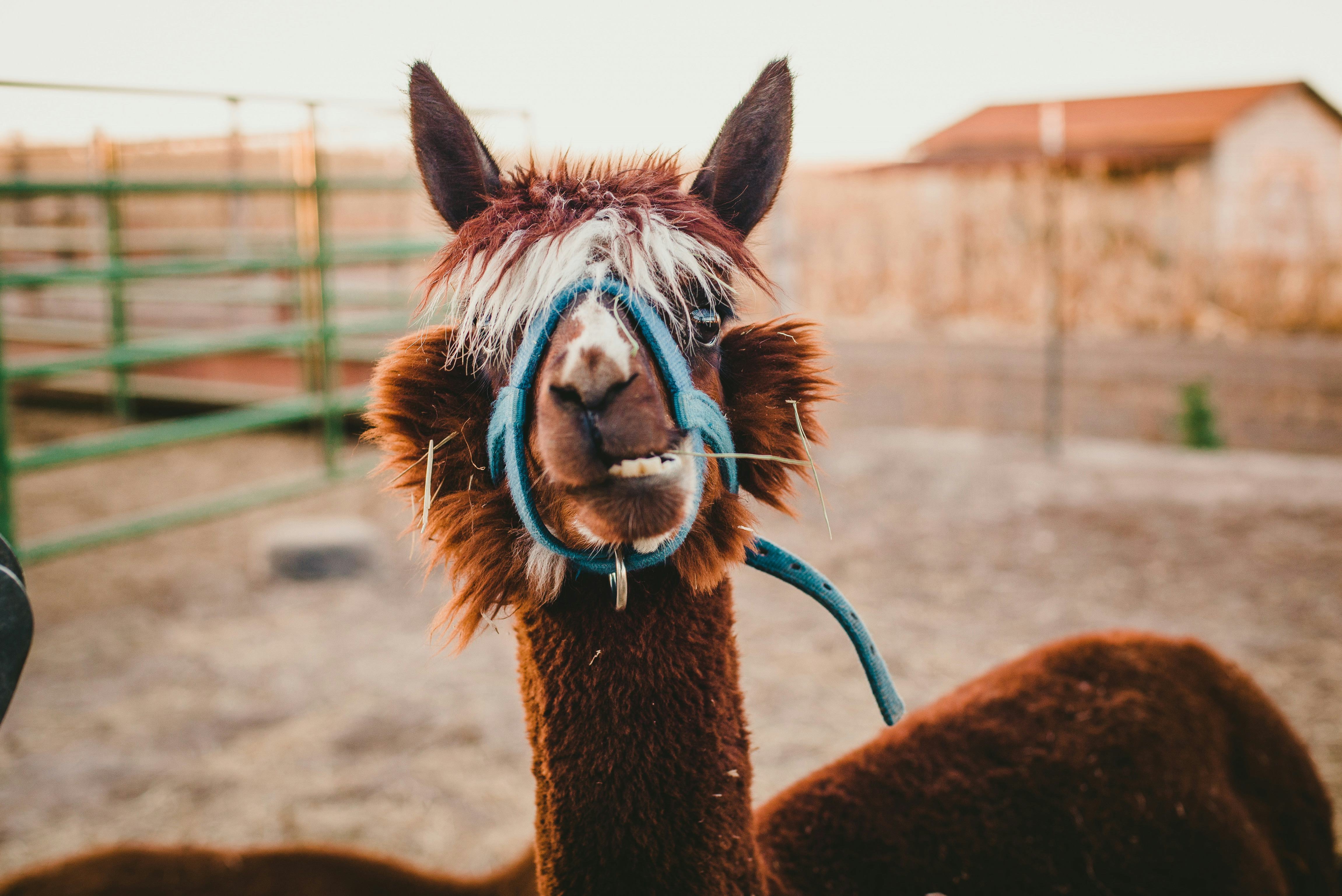 Universal Flu: Treatment Created From Llama Antibodies Is A Hopeful Step