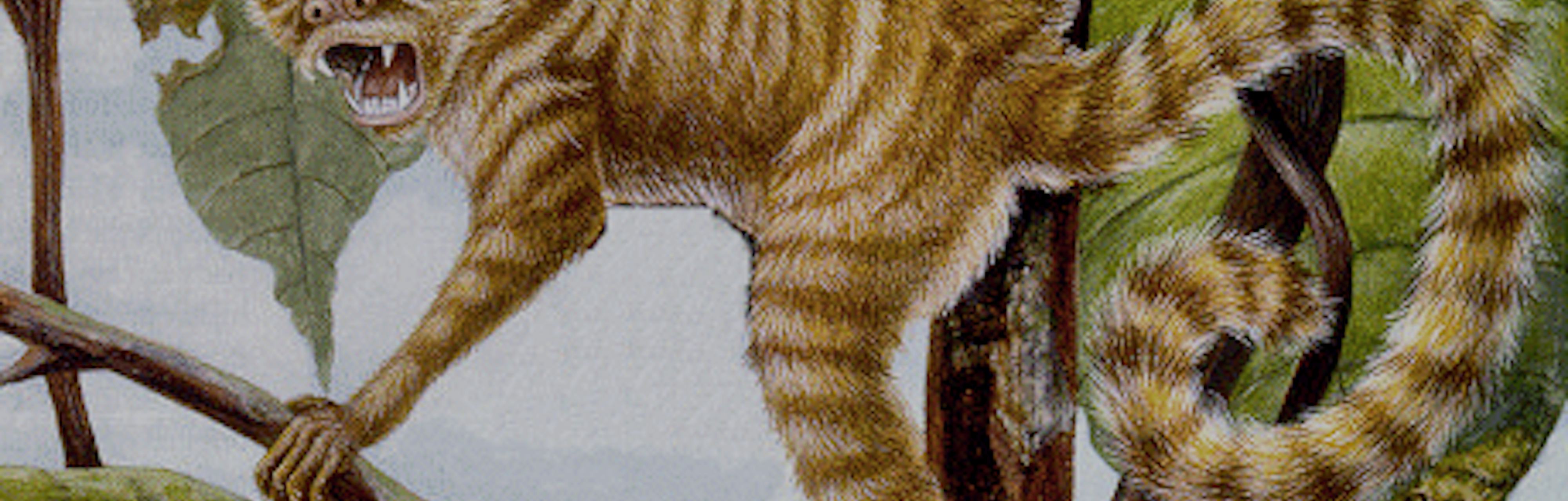 Analysis of 500 Fossils Shows That Early Primates Were Smaller Than A Mouse