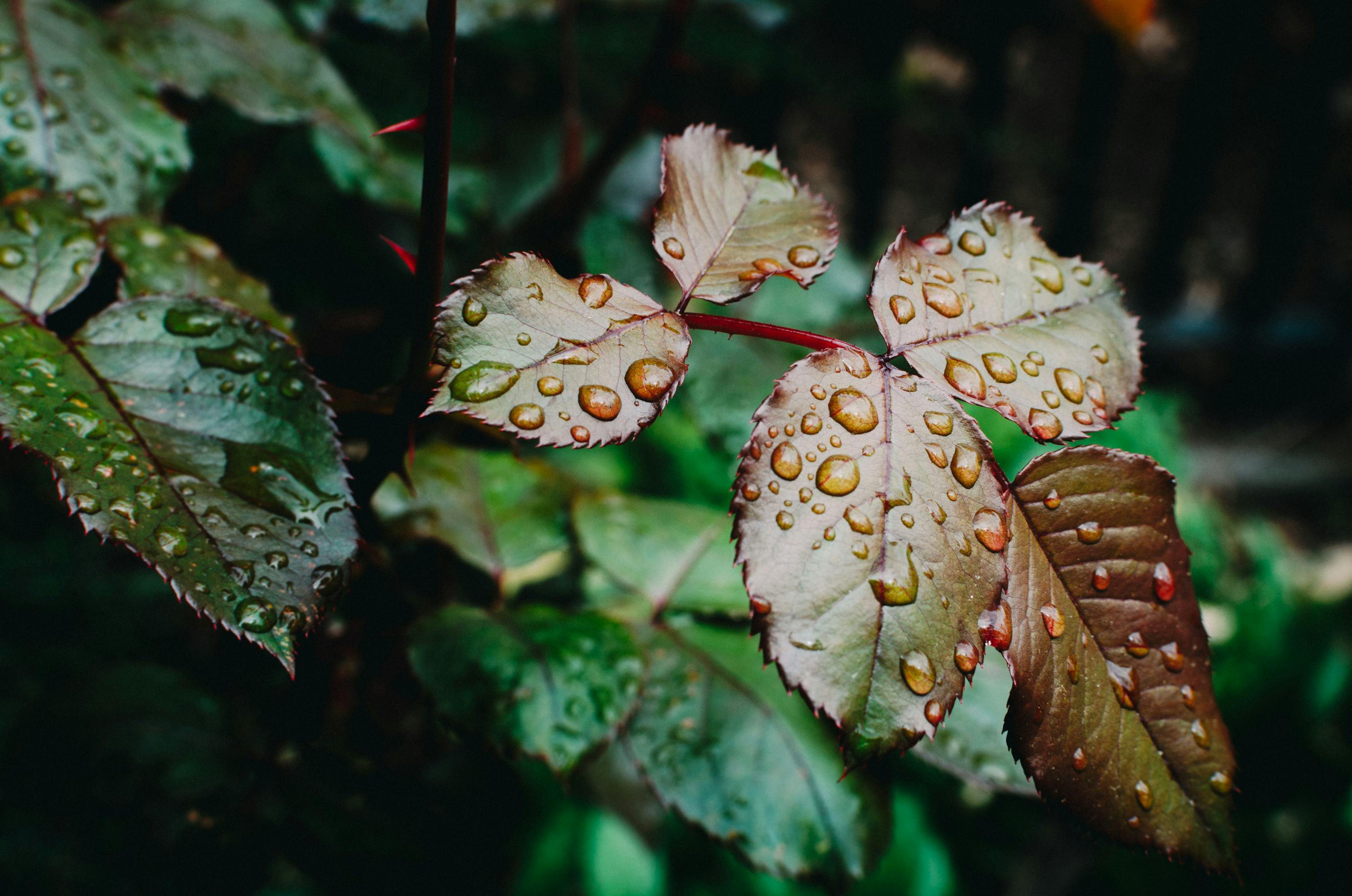 Why Can You Smell Rain Before It Storms?