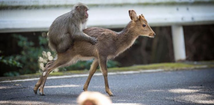 A Japanese macaque male and a sika deer.