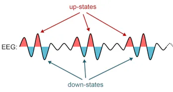 Learning Language in Deep Sleep Isn't Just Science Fiction Anymore