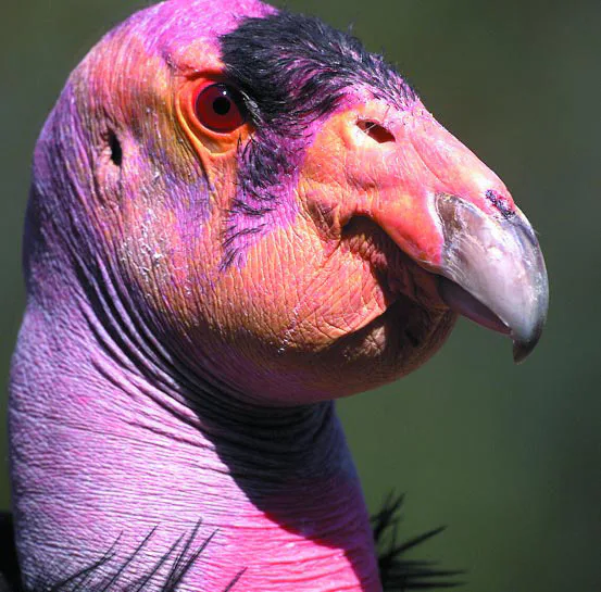 The Faces of Extinction on Endangered Species Day