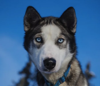siberian husky blue eyes