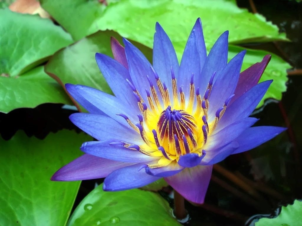 The Secret High-Inducing Power of Blue Water Lilies