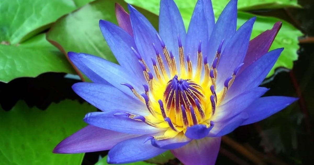 The Secret High Inducing Power Of Blue Water Lilies The Secret High Inducing Power Of Blue Water Lilies