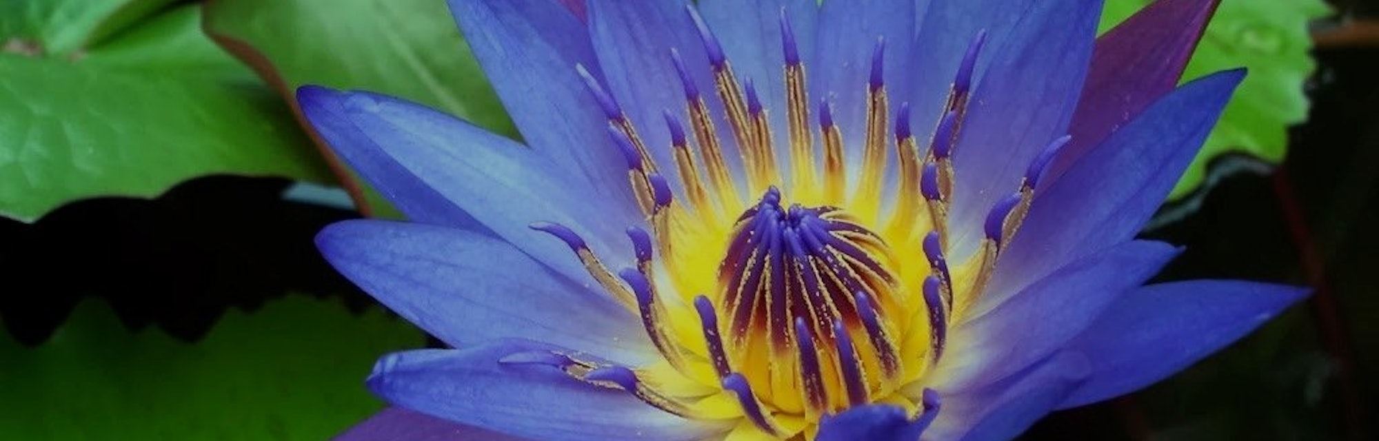 The Secret High Inducing Power Of Blue Water Lilies