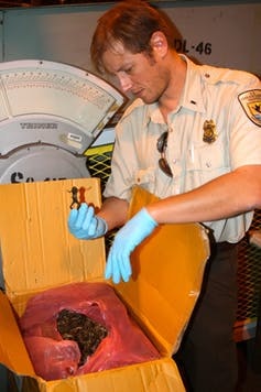 An inspector from the US Fish and Wildlife Service checks a dried frog shipment.