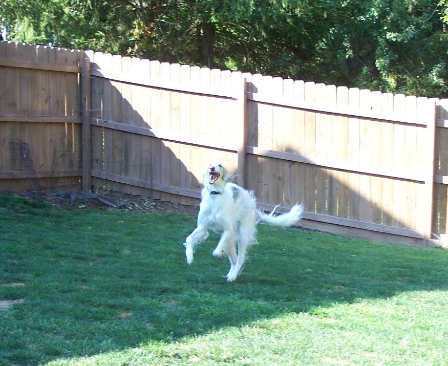 Dog 'Zoomies' Explain the Science Behind Viral SnowLoving Dog