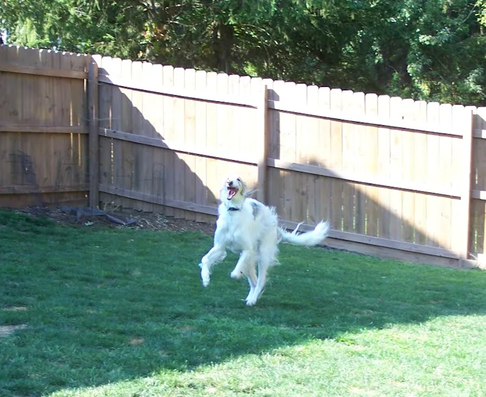 Dog 'Zoomies' Explain the Science Behind Viral Snow-Loving Dog