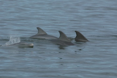 Bottlenose dolphins (Tursiops truncatus) in Florida's Indian River Lagoon.