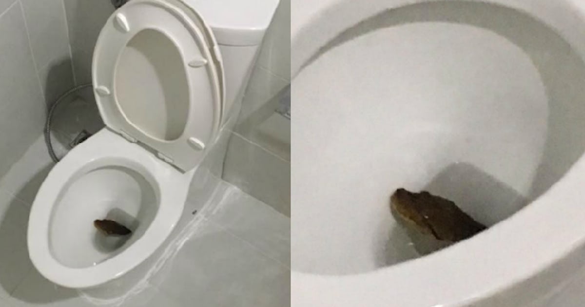 Why are Snakes Showing Up in People's Toilets in Bangkok?