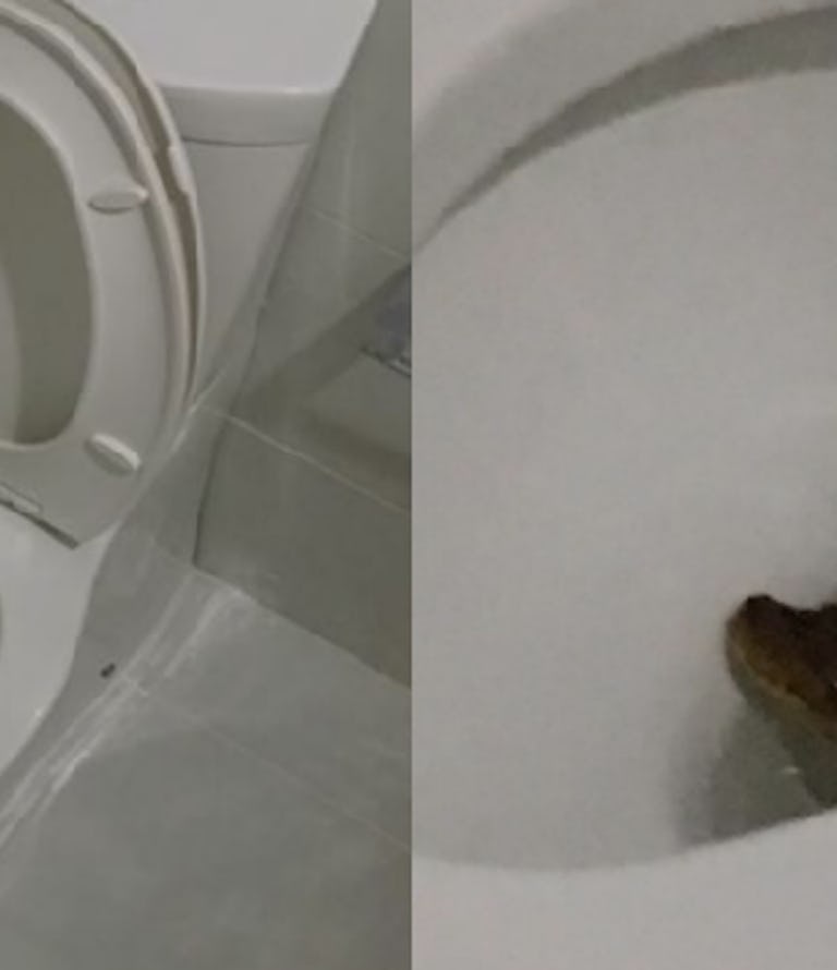 Why are Snakes Showing Up in People's Toilets in Bangkok?