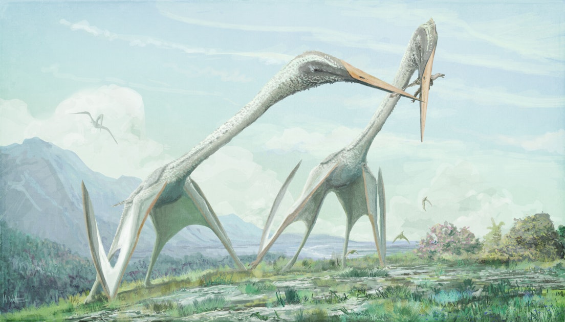 This pterodactyl was so big it couldn't fly, scientist claims
