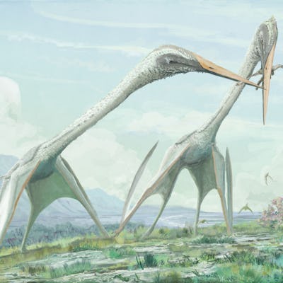 The largest pterosaurs have not been grounded yet