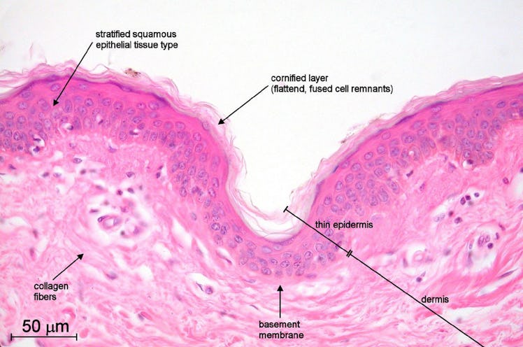 skin cells epidermis tattoo