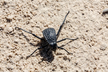 Namib Desert Darkling Beetle or Stenocara Gracilipes
