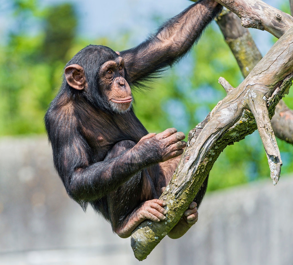 chimpanzee strength vs human