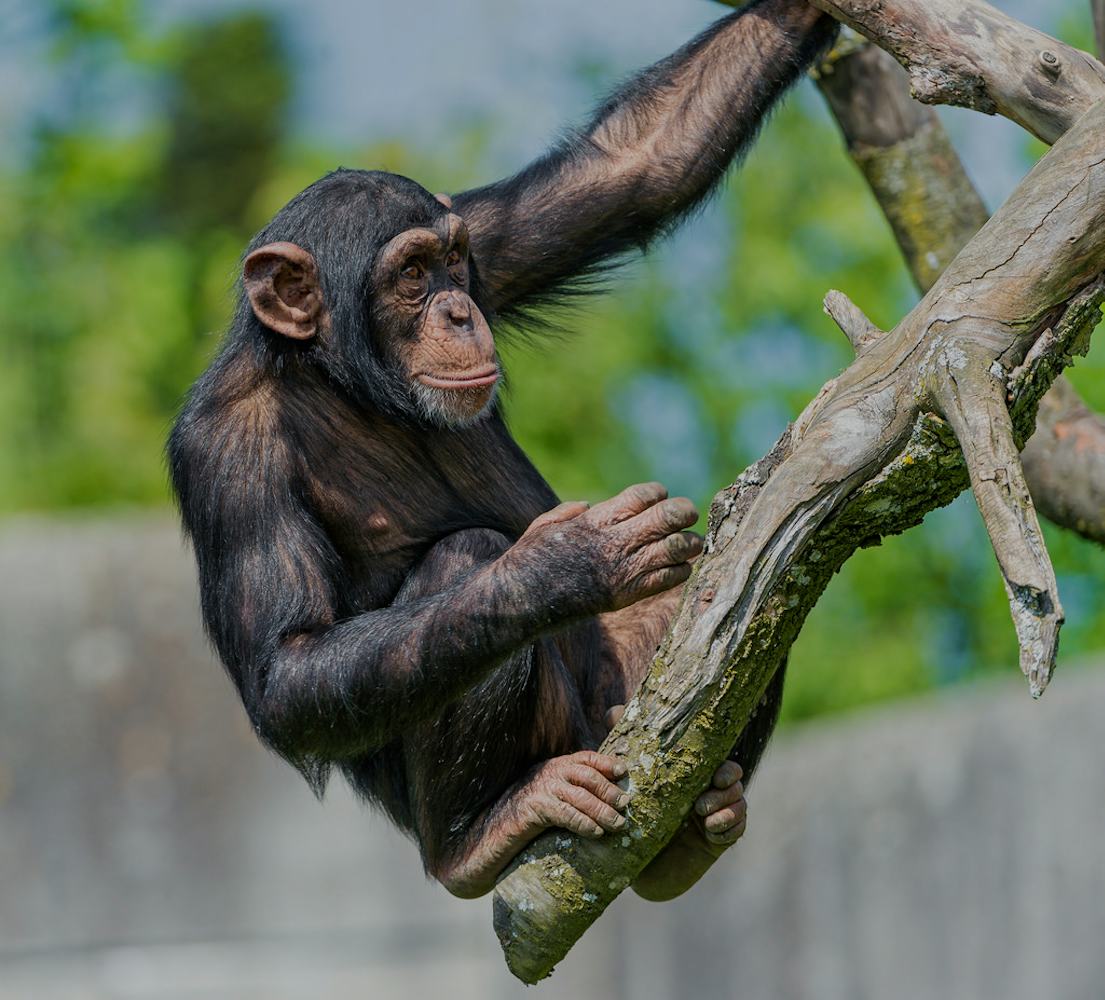 More Fast Twitch Muscles Make Chimpanzees Stronger Than Humans 