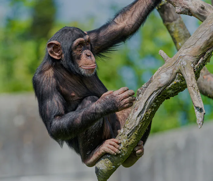 More Fast-Twitch Muscles Make Chimpanzees Stronger Than Humans