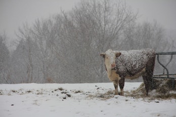 cattle snow