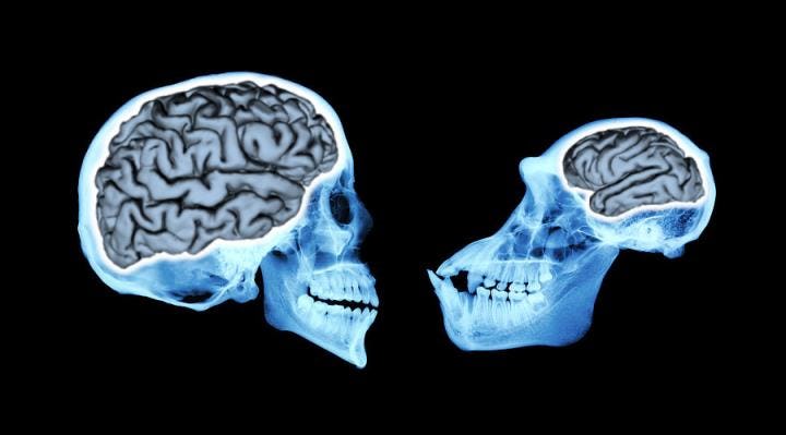 Human Brain Size Grew 200 Percent In 3 Million Years