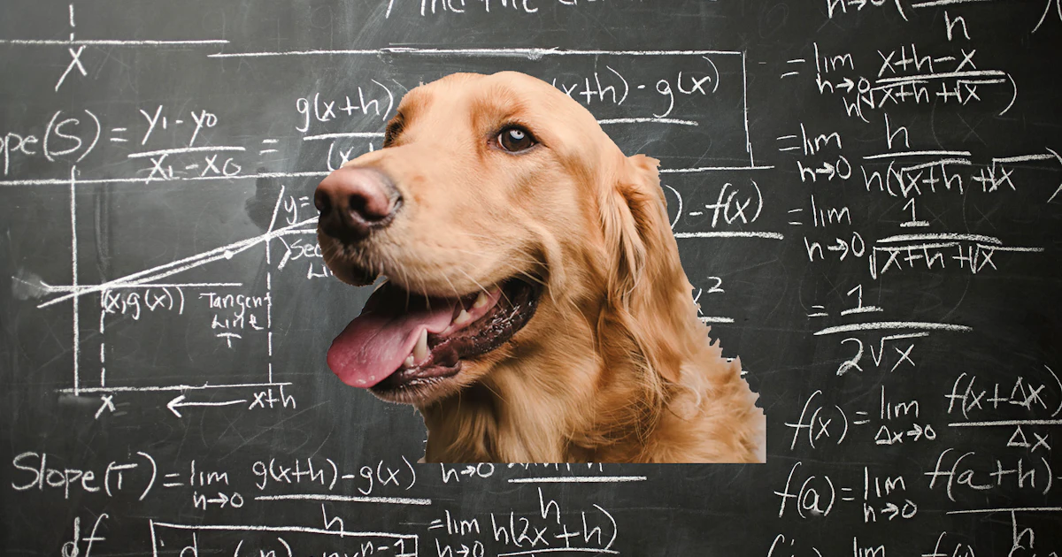 Scientists discover dogs can do math, too