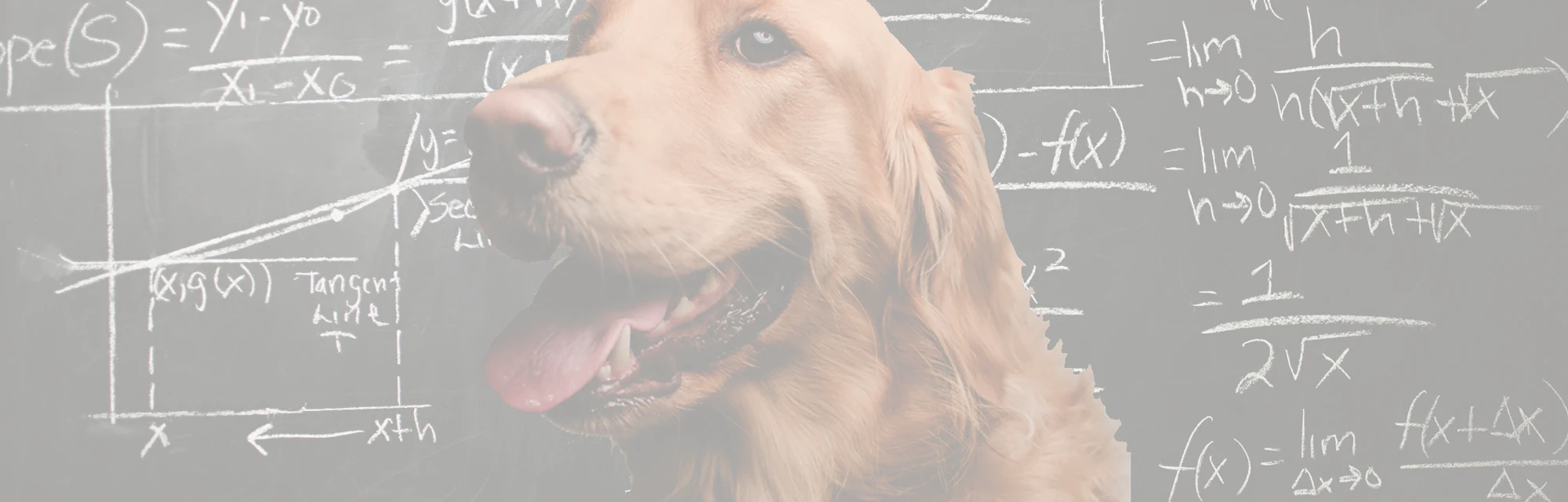 Scientists discover dogs can do math, too