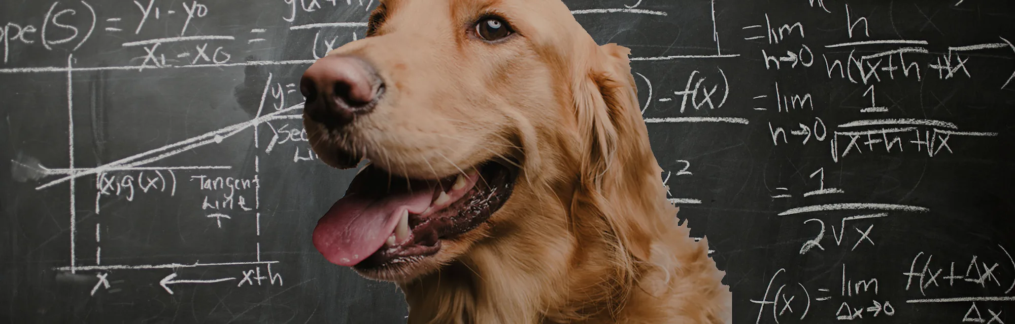 Scientists discover dogs can do math, too