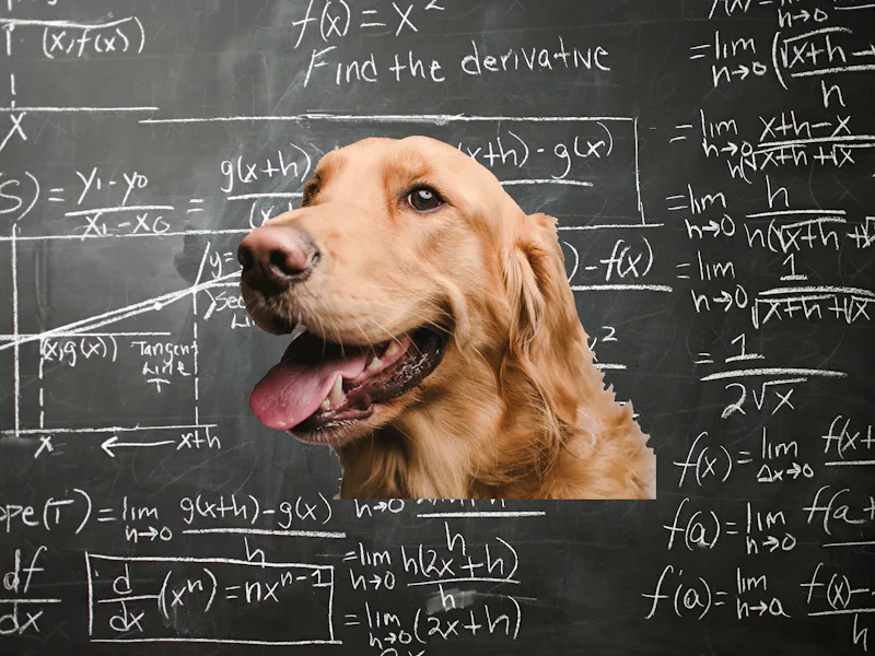 Scientists discover dogs can do math, too