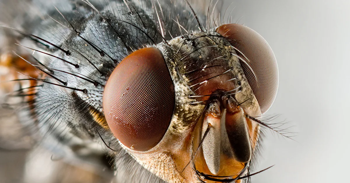 Fly Insect Fov How Insect Vision Makes Drones Fly Better