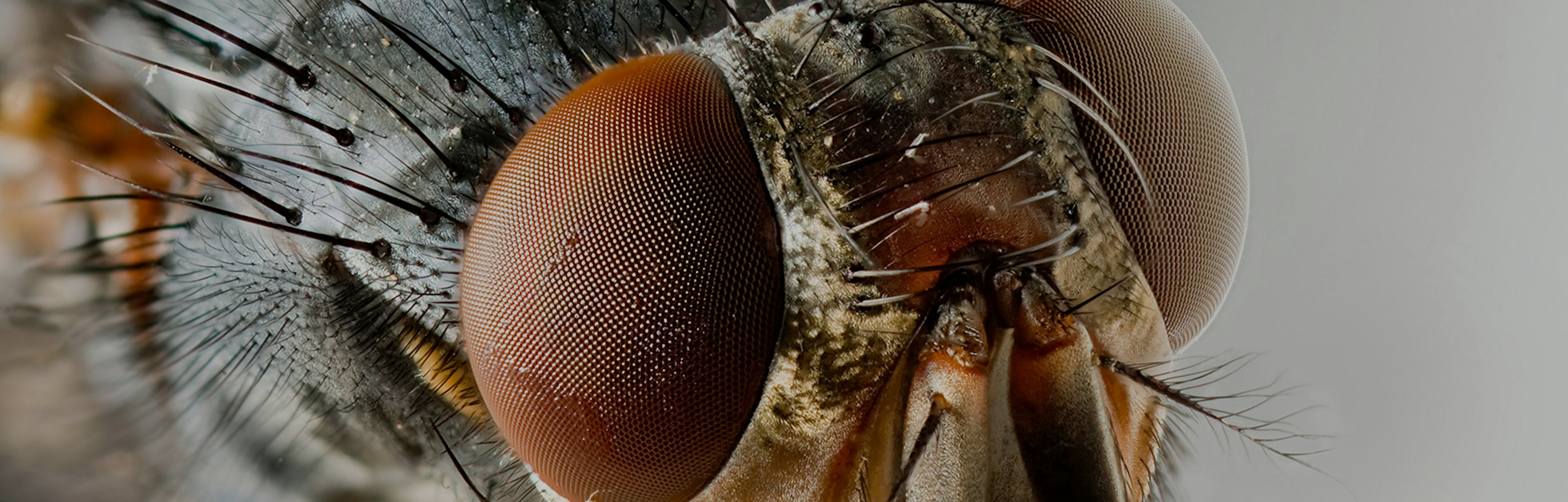 How Insect Vision Makes Drones Fly Better