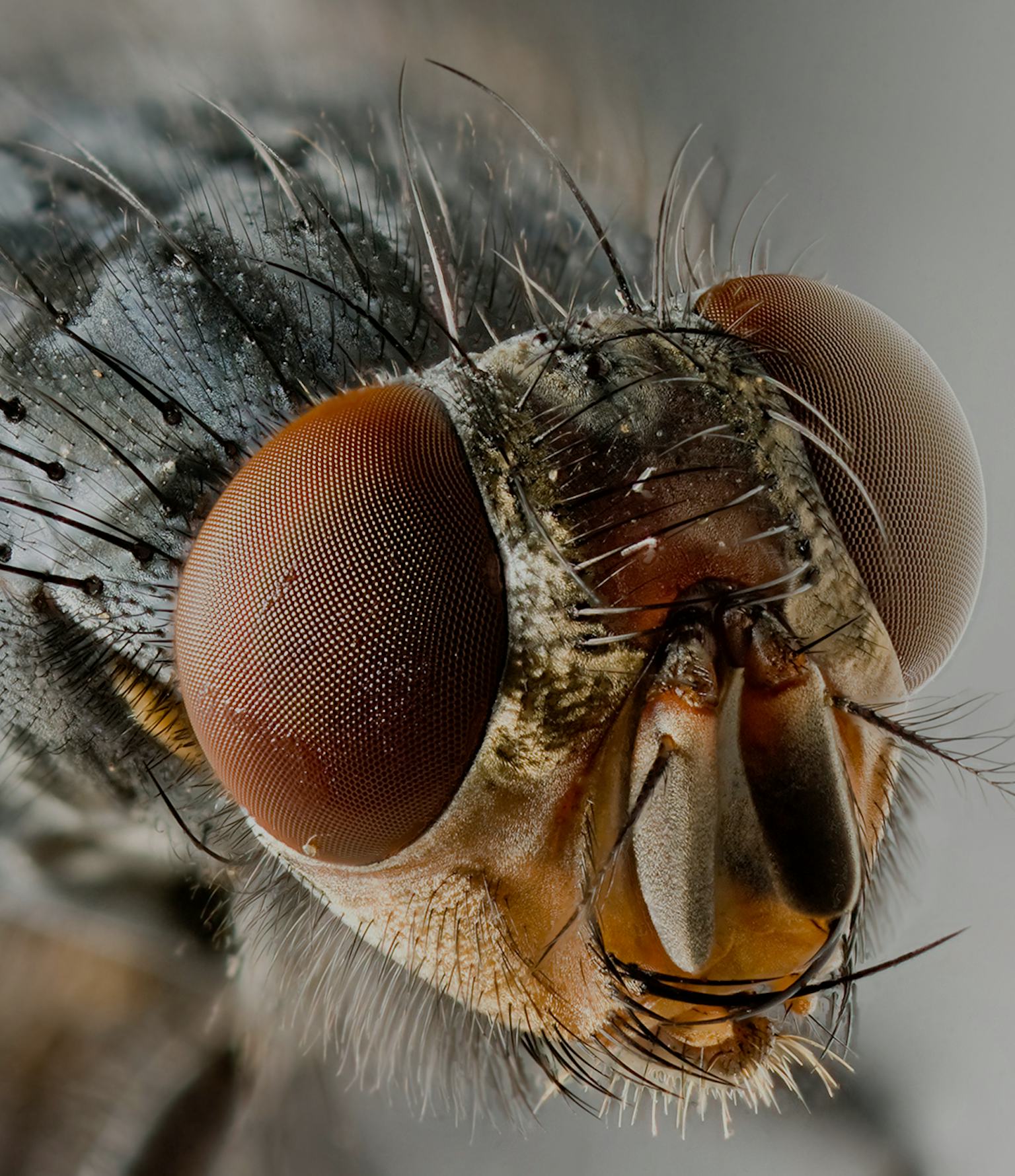 How Insect Vision Makes Drones Fly Better