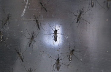 Zika-carrying mosquitos walking on glass