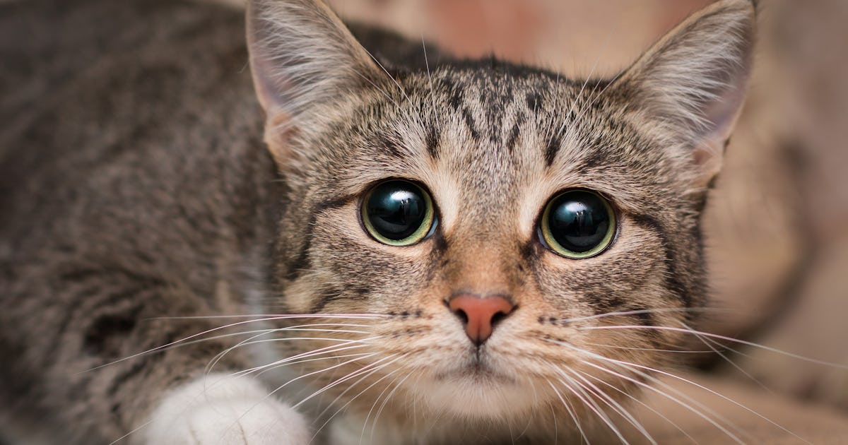 Is it resting cat face or is your pet in pain 7 facial Is it resting cat face or is your pet in pain 7 facial