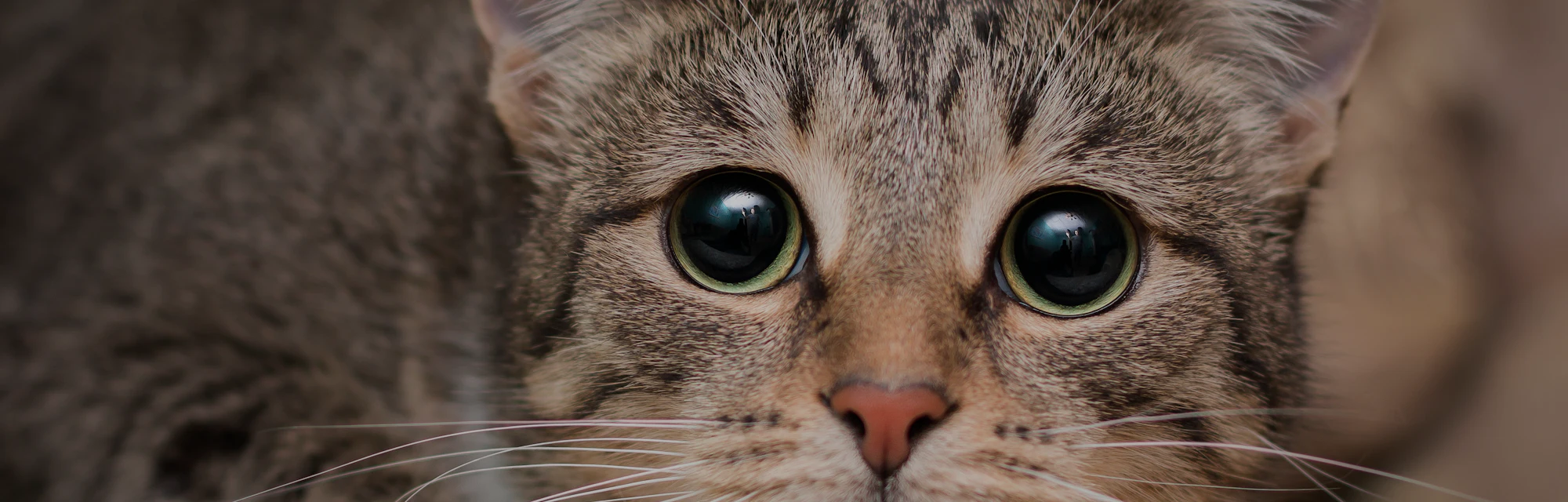 Is It Resting Cat Face Or Is Your Pet In Pain 7 Facial Traits To Know