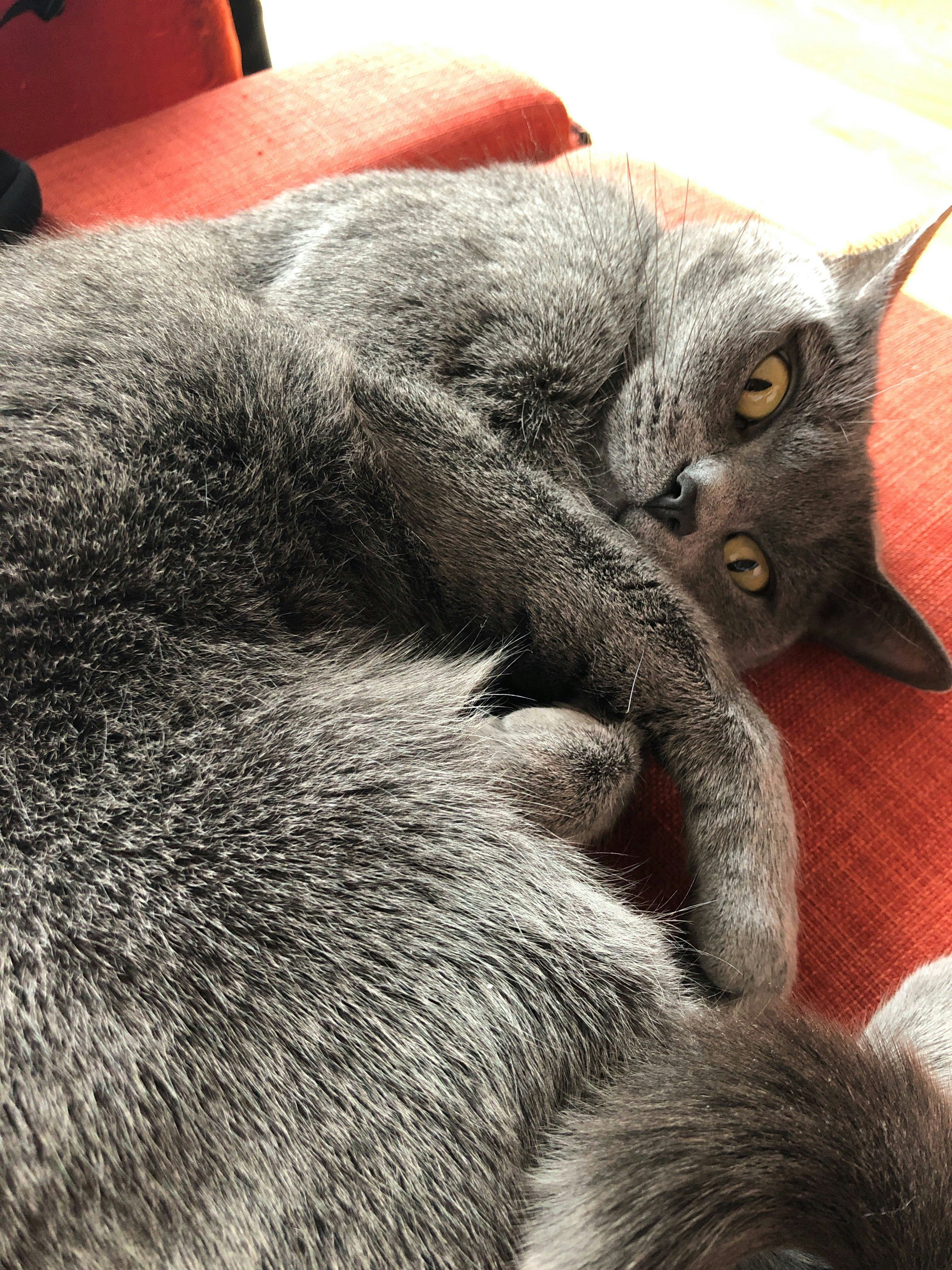 Cat Science 2 Key Behaviors Can Tell You If Your Furry Feline Is