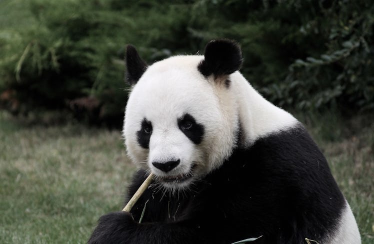 In conclusion, the giant panda is a land of contrasts.