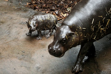 Senior and baby hippo walking