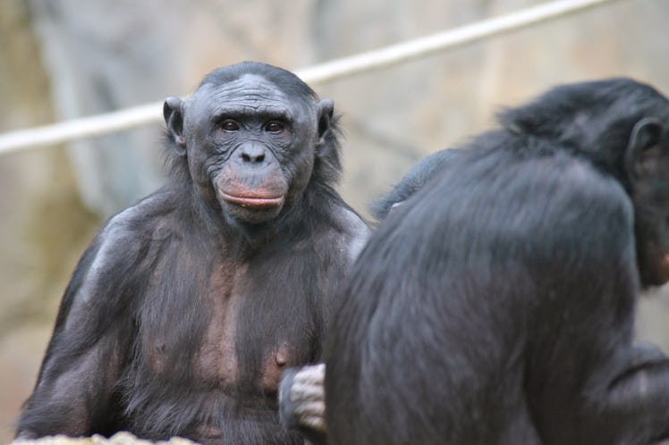 Bonobo