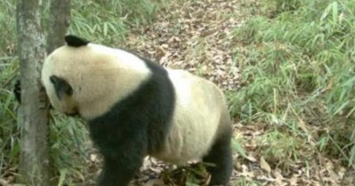Rare Panda Surveillance Videos Show Them Marking Lost Territory