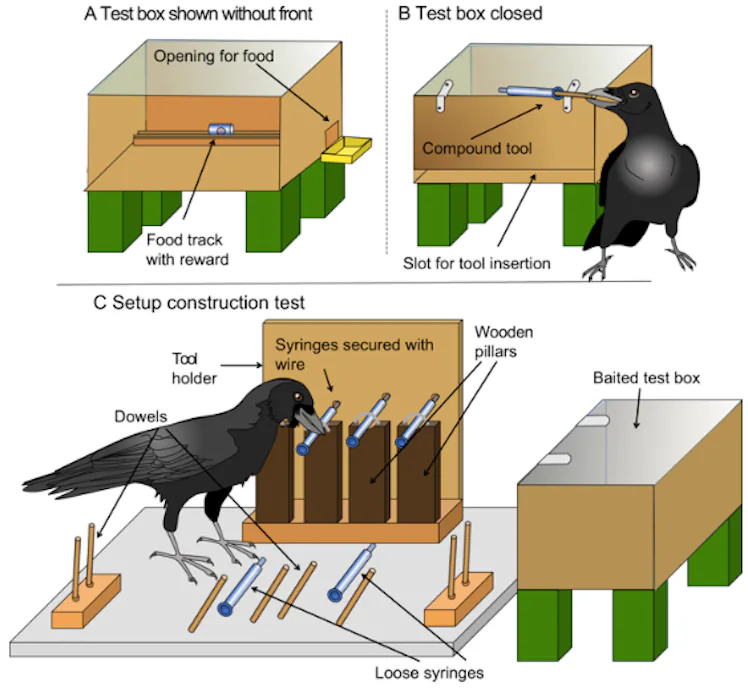 Crows Test Kit Crows Join Apes and Humans as Animals That Can Make Compound Tools