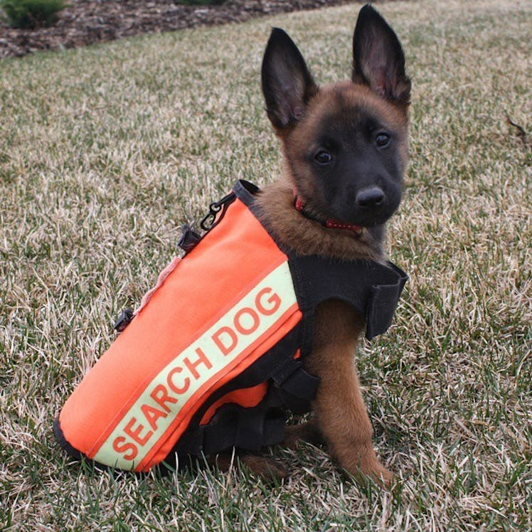 German Shepard cadaver dog working orange vest