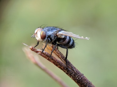 Fruit flies reacted badly to prolonged exposure to blue light, but that doesn't necessarily mean hum...