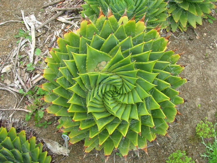 Aloe polyphylla